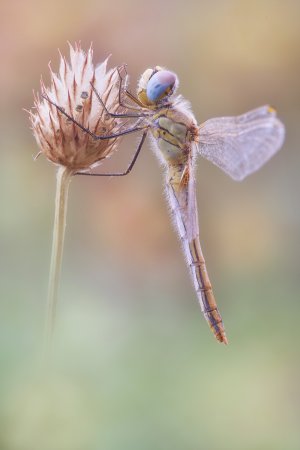 sympetrum_fonscolombii_xt100.jpg