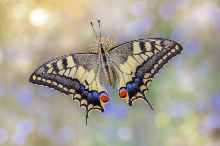 papilio_machaon.jpg