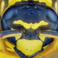 Un insetto della famiglia Vespidae fotografato a 3.5x su slitta motorizzata Wemacro - 225 scatti - step 0,030mm