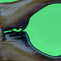 Dettaglio di Forficula auricularia maschio (Linnaeus, 1758) fotografato a 5x - la comune "forbicina", spero sia corretto l'ID della specie. Laowa 25mm macro - focus stacking 210 scatti - step...