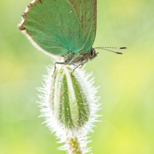 Media 'callophrys.jpg' in category 'Example category'