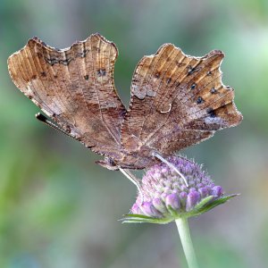 Polygonia c-album