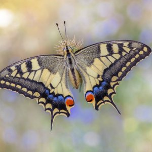 papilio_machaon.jpg